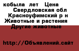 кобыла 8лет › Цена ­ 60 000 - Свердловская обл., Красноуфимский р-н Животные и растения » Другие животные   